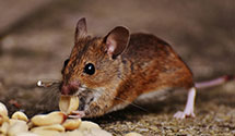 24 Hour & Emergency Exterminators in Wallhill, MS